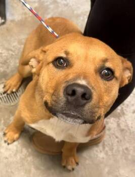 Pit Bull Terrier and Mixed Breed Dogs Available for Adoption in Bowling Green, Kentucky - Diesel | PetCurious