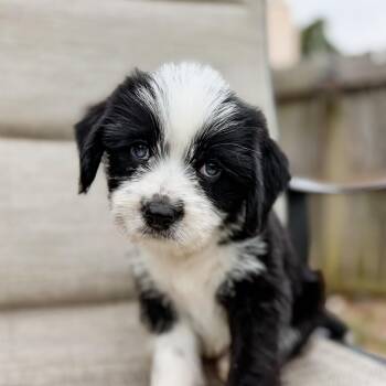 Jerry -  Australian Shepherd and Chihuahua Dog for Adoption in Humble, Texas - Jerry | PetCurious