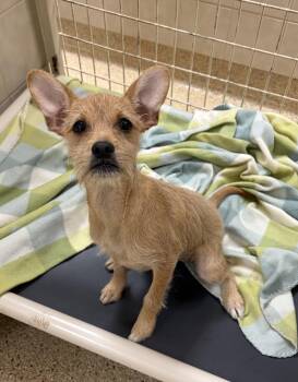 Terrier Dogs Available for Adoption in Kerrville, Texas - Patience | PetCurious