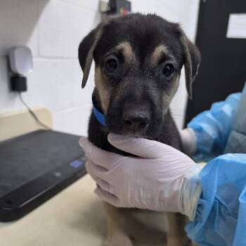 Bentley -  Mixed Breed Dog for Adoption in Ardmore, Oklahoma - Bentley | PetCurious