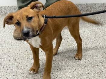 Timber -  Terrier and Mixed Breed Dog for Adoption in Gastonia, North Carolina - Timber | PetCurious