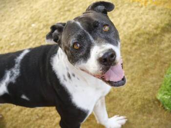 Pit Bull Terrier Dogs Available for Adoption - JELLY | PetCurious