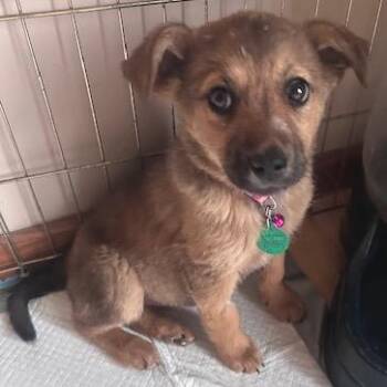 Claritin -  Mixed Breed Dog for Adoption in Buffalo, Minnesota - Claritin | PetCurious
