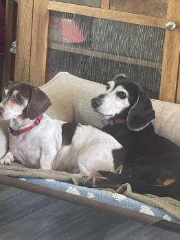 Baby San Diego (bonded with Snuggles) -  Dachshund Dog for Adoption in Los Angeles, California - Baby San Diego (bonded With Snuggles) | PetCurious