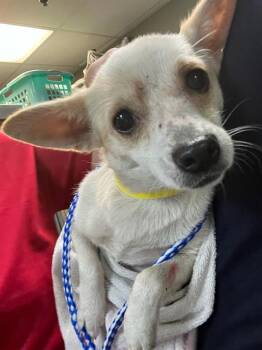 CASSIDY -  Mixed Breed Dog for Adoption in Jacksonville, Florida - CASSIDY | PetCurious