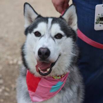 Siberian Husky Dogs Available for Adoption - DIESEL | PetCurious
