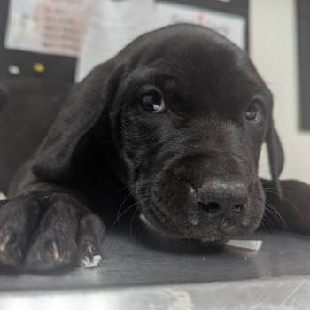 Labrador Retriever Dogs Available for Adoption in Parrish, Alabama - O