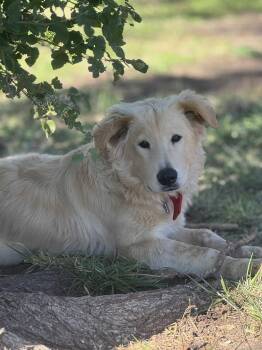 Rescue Golden Retriever Dogs for Adoption in Kiowa, Oklahoma - Turkey | PetCurious