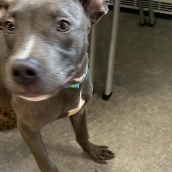 Lasso -  Mixed Breed Dog for Adoption in Philadelphia, Pennsylvania - Lasso | PetCurious