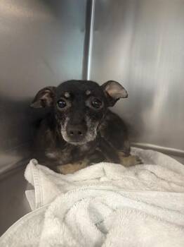 Chihuahua and Mixed Breed Dogs Available for Adoption in Tallahassee, Florida - OSCAR | PetCurious