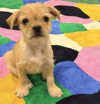 Yukon -  Pug Dog for Adoption in Henderson, Nevada - Yukon | PetCurious