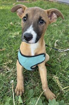 Whippet and Black Mouth Cur Dogs Available for Adoption - ADRIAN | PetCurious