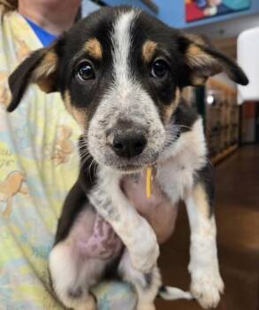 Carl -  Mixed Breed Dog for Adoption in Stanwood, Washington - Carl | PetCurious