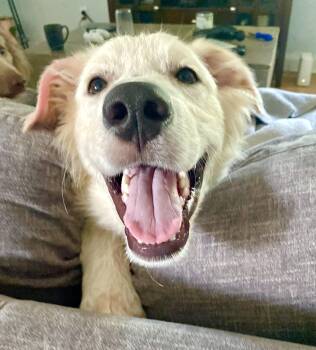Yukon -  Great Pyrenees Dog for Adoption in Mount Pleasant, South Carolina - Yukon | PetCurious