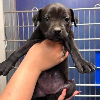 Samuray (Inky) -  Mixed Breed Dog for Adoption in Edwardsville, Illinois - Samuray (Inky) | PetCurious