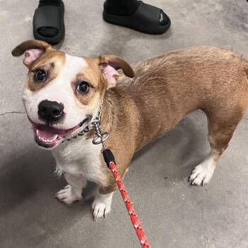 Vinny -  Corgi and Mixed Breed Dog for Adoption in Tampa, Florida - Vinny | PetCurious