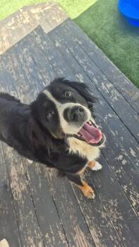 Moose -  Bernese Mountain Dog Dog for Adoption in Richmond, Kentucky - Moose | PetCurious