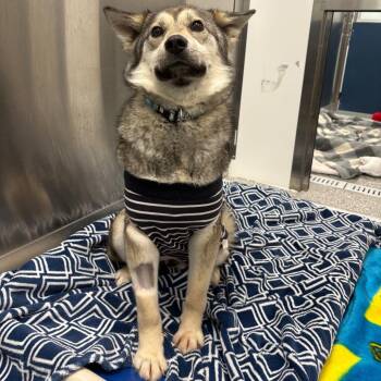Husky and Mixed Breed Dogs Available for Adoption in Clavet, Saskatchewan - Silver | PetCurious