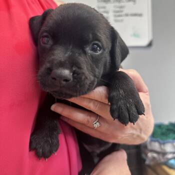 Andrew B -  American Bully Dog for Adoption in Dyersburg, Tennessee - Andrew B | PetCurious