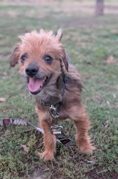 Henry -  Terrier Dog for Adoption in Torrance, California - Henry | PetCurious