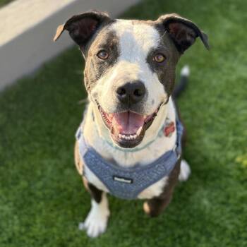 Basset Hound and Pit Bull Terrier Dogs Available for Adoption in San Diego, California - Bishop | PetCurious