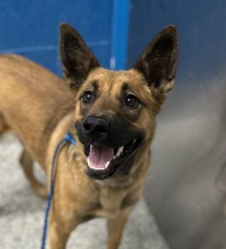 Poppy -  Shepherd and Australian Cattle Dog Blue Heeler Dog for Adoption in Golden, Colorado - Poppy | PetCurious