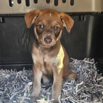 Chocolate Labrador Retriever Dogs Available for Adoption in Gloucester, Virginia - Hershey | PetCurious