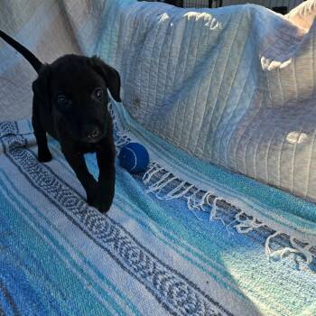 Sunny -  Retriever and Shepherd Dog for Adoption in Wadena, Minnesota - Sunny | PetCurious