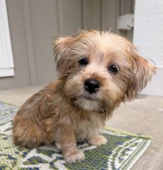 Charlie -  Shih Tzu and Yorkshire Terrier Dog for Adoption in Overland Park, Kansas - Charlie | PetCurious