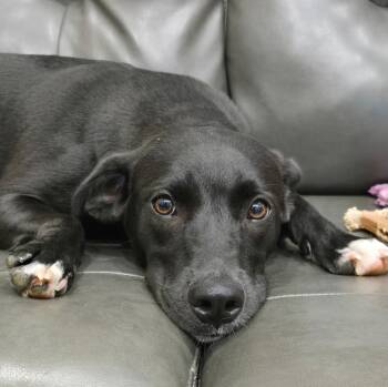 SPRITE -  Black Labrador Retriever Dog for Adoption in Newborn, Georgia - SPRITE | PetCurious