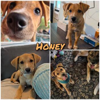 Honey -  Rhodesian Ridgeback and Carolina Dog Dog for Adoption in Bastrop, Texas - Honey | PetCurious