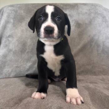 Affogato -  Pit Bull Terrier and Great Pyrenees Dog for Adoption in West Jordan, Utah - Affogato | PetCurious