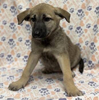 Yaris -  German Shepherd Dog Dog for Adoption in Mount Carroll, Illinois - Yaris | PetCurious