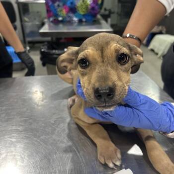 Holland -  Feist and Mixed Breed Dog for Adoption in Tampa, Florida - Holland | PetCurious