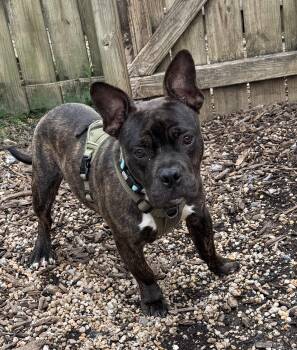 Max 2 -  French Bulldog Dog for Adoption in Ellicott City, Maryland - Max 2 | PetCurious