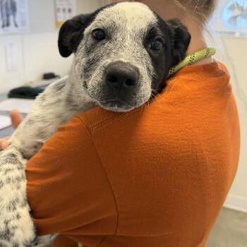 Chase -  Australian Cattle Dog Blue Heeler Dog for Adoption in Rifle, Colorado - Chase | PetCurious