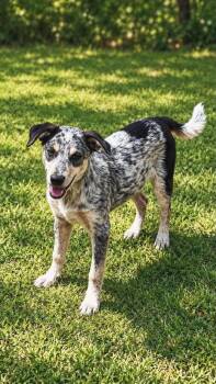 Skittles -  Australian Cattle Dog Blue Heeler Dog for Adoption in New Baltimore, Michigan - Skittles | PetCurious