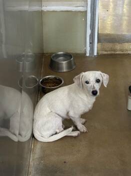 Henry -  Mixed Breed Dog for Adoption in Albion, New York - Henry | PetCurious