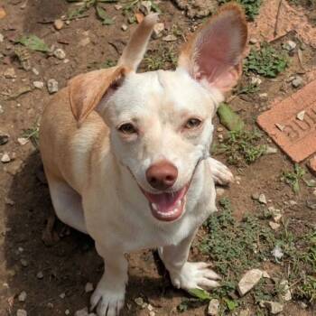 Rescue Chihuahua Dogs for Adoption in Dallas, Texas - Ginger5 | PetCurious