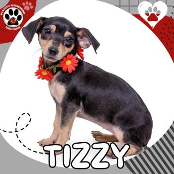 Dachshund and Chihuahua Dogs Available for Adoption in Foxfield, Colorado - TIZZY | PetCurious