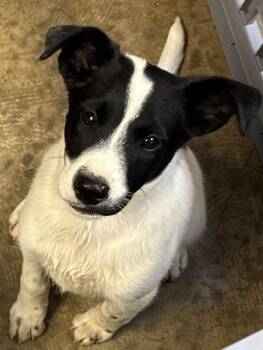 Einstein -  Rat Terrier Dog for Adoption in Indiana, Pennsylvania - Einstein | PetCurious