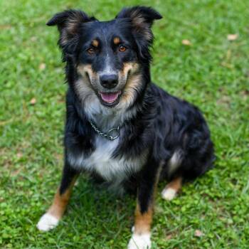 Jelly (Coming Soon) -  Australian Shepherd Dog Available for Adoption in Bonifay, Florida - Jelly (Coming Soon) | PetCurious