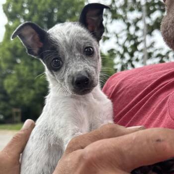 Chihuahua and Terrier Dogs Available for Adoption in West Plains, Missouri - Princess | PetCurious