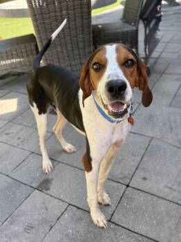 Colt -  Treeing Walker Coonhound and Hound Dog for Adoption in Charleston, South Carolina - Colt | PetCurious
