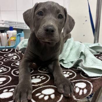 IVHS-A139340 -  Pit Bull Terrier Dog for Adoption in San Gabriel, California - IVHS-A139340 | PetCurious