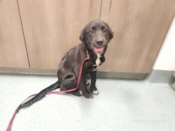 MAGIC -  Labrador Retriever Dog for Adoption in Baytown, Texas - MAGIC | PetCurious