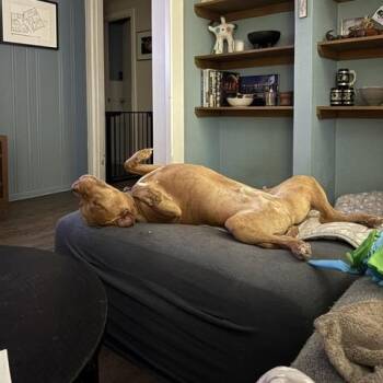 Teddy T Bone -  Pit Bull Terrier Dog for Adoption in Dallas, Texas - Teddy T Bone | PetCurious