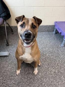 Pit Bull Terrier and Shepherd Dogs Available for Adoption in Westland, Michigan - Lola | PetCurious