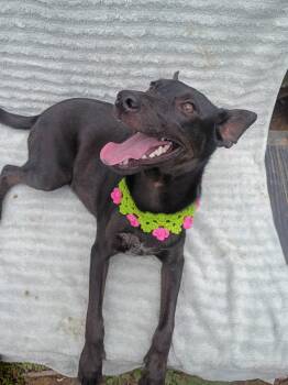 Nia -  Terrier and Miniature Pinscher Dog for Adoption in Albion, New York - Nia | PetCurious