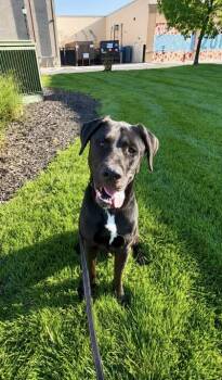 Labrador Retriever and Mixed Breed Dogs Available for Adoption in Kansas City, Missouri - Buck | PetCurious